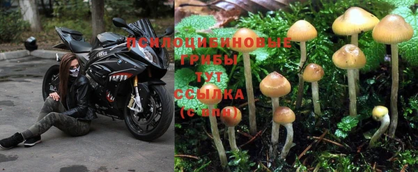 шишки Новокубанск